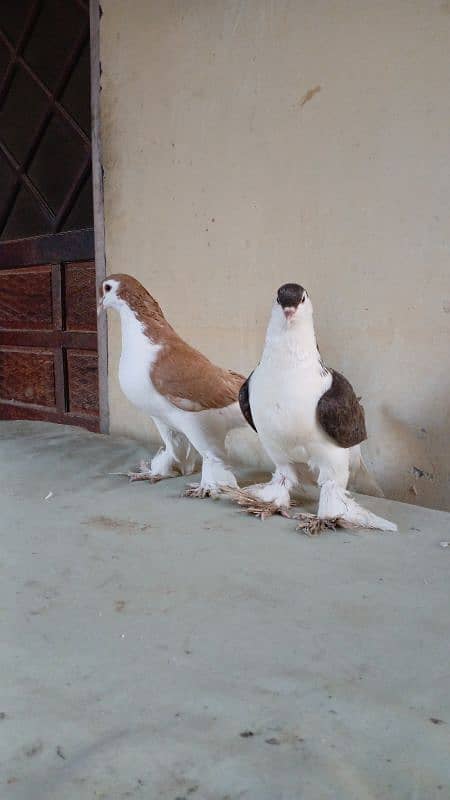 lahore Sherazi pigeon (Chichawatni) 11