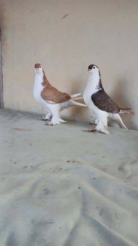 lahore Sherazi pigeon (Chichawatni) 12