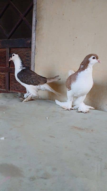 lahore Sherazi pigeon (Chichawatni) 13