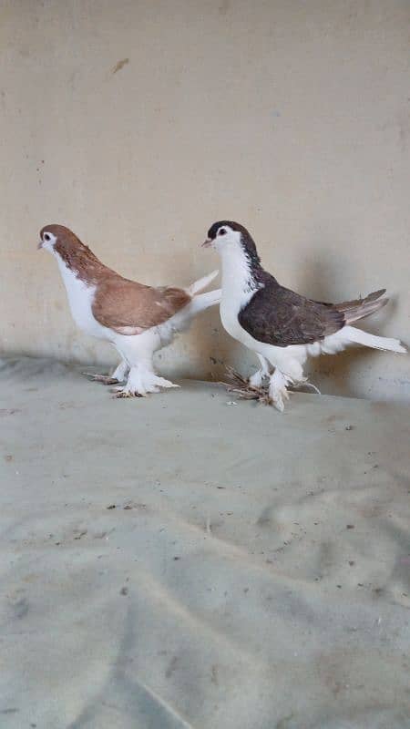 lahore Sherazi pigeon (Chichawatni) 14