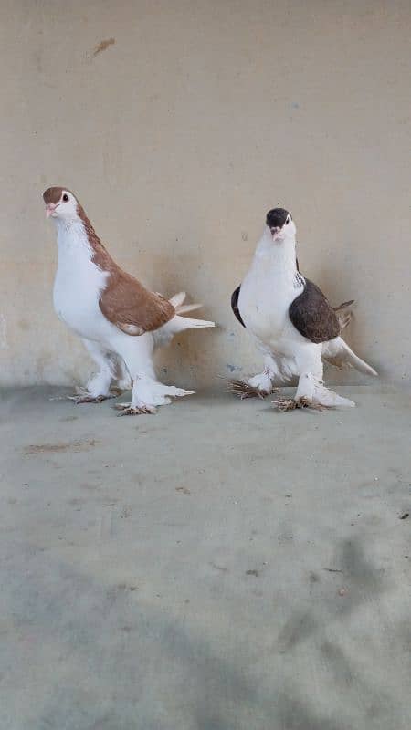 lahore Sherazi pigeon (Chichawatni) 15