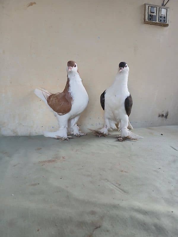 lahore Sherazi pigeon (Chichawatni) 16