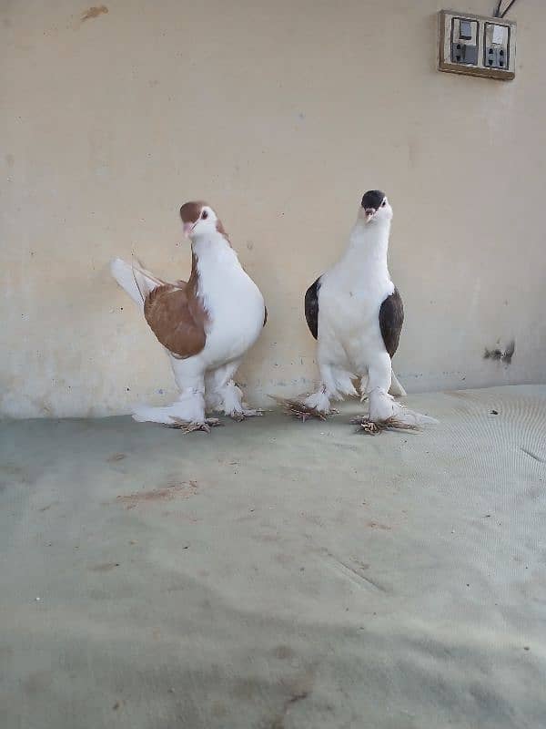 lahore Sherazi pigeon (Chichawatni) 17