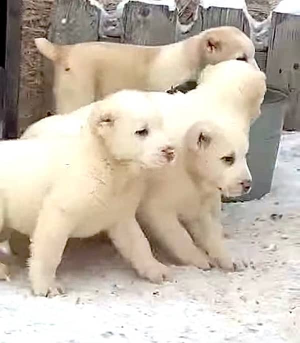 Alabai Puppies Avaialbl for import get it in a week 1