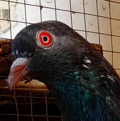 pigeon pure kamgar male argent sale ? 03224690184