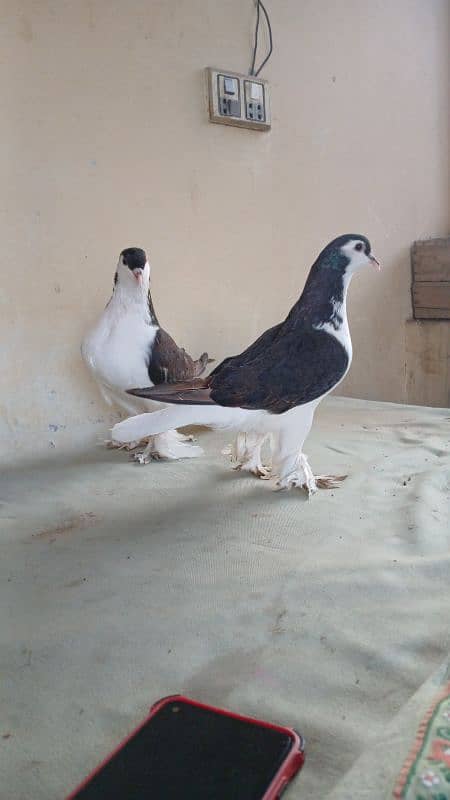 lahore Sherazi pigeon (Chichawatni) 18