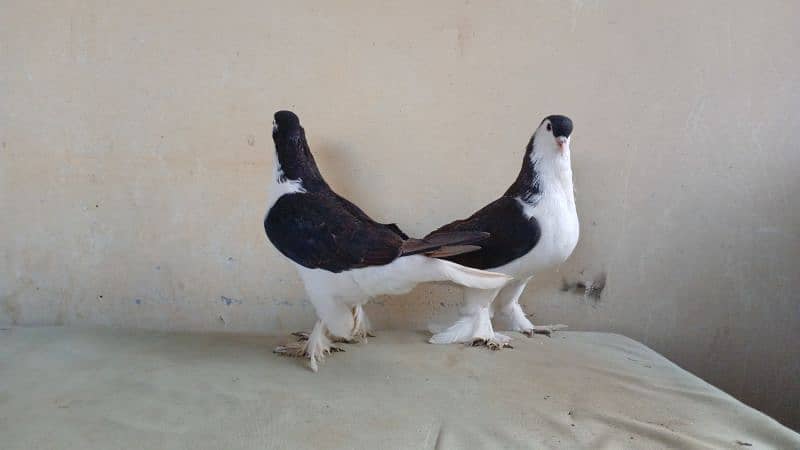 lahore Sherazi pigeon (Chichawatni) 19