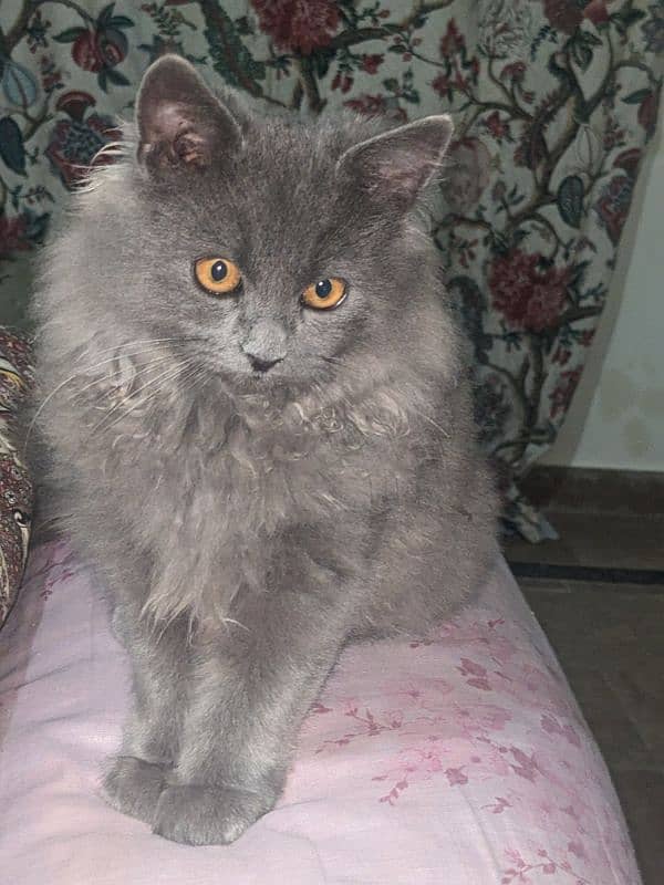 PERSIAN Kitten Triple coat 0