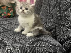 Home Cat, Cyberian Persian Triple coated cat, 2 females