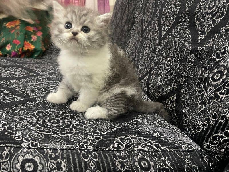 Home Cat, Cyberian Persian Triple coated cat, 2 females 0