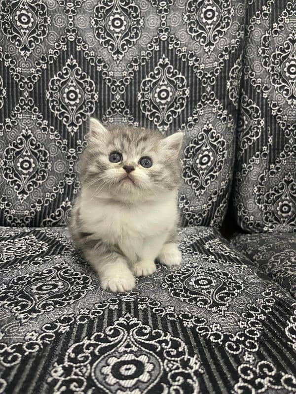 Home Cat, Cyberian Persian Triple coated cat, 2 females 1