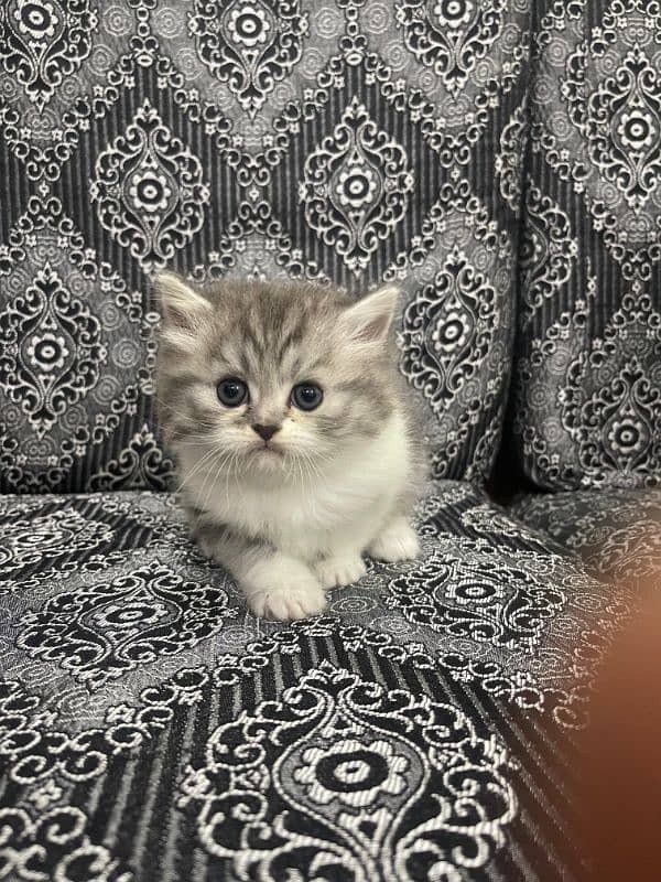 Home Cat, Cyberian Persian Triple coated cat, 2 females 2