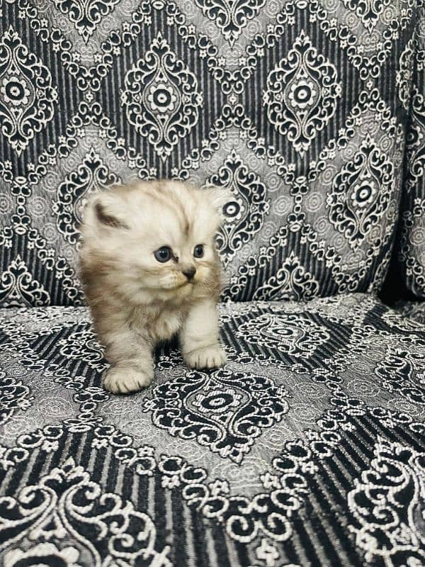 Home Cat, Cyberian Persian Triple coated cat, 2 females 3