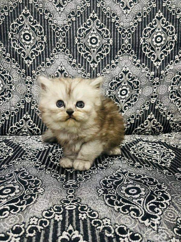 Home Cat, Cyberian Persian Triple coated cat, 2 females 4