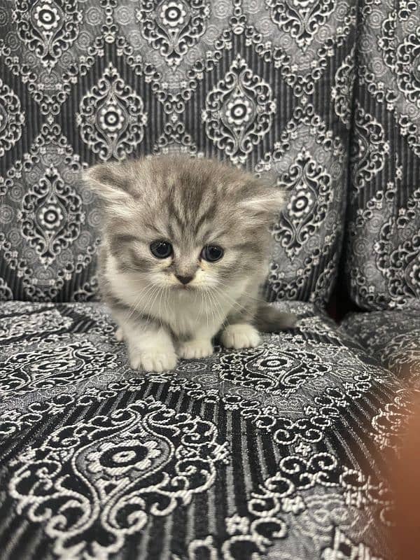 Home Cat, Cyberian Persian Triple coated cat, 2 females 5