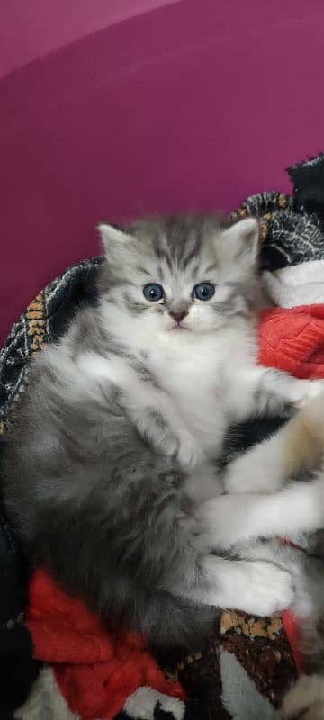 Home Cat, Cyberian Persian Triple coated cat, 2 females 6