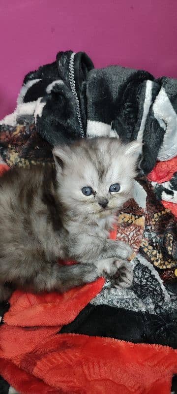 Home Cat, Cyberian Persian Triple coated cat, 2 females 7