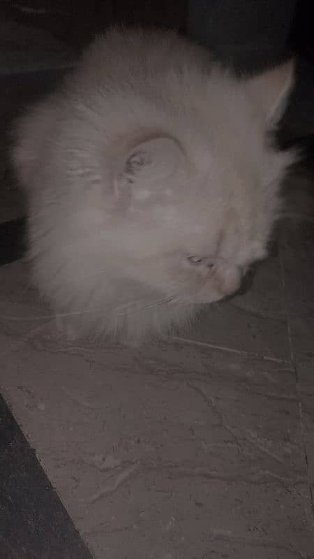 Persian female cat for sale 0