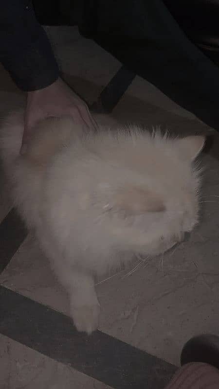 Persian female cat for sale 2