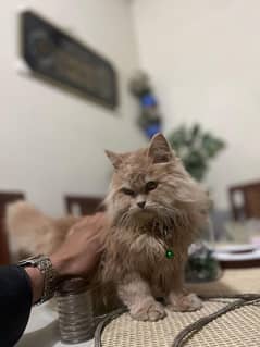 PERSIAN MALE CAT AGE 8 MONTHS