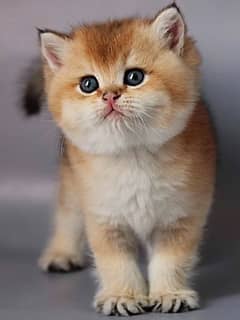 British shorthair Kitten Up for Import in Golden color