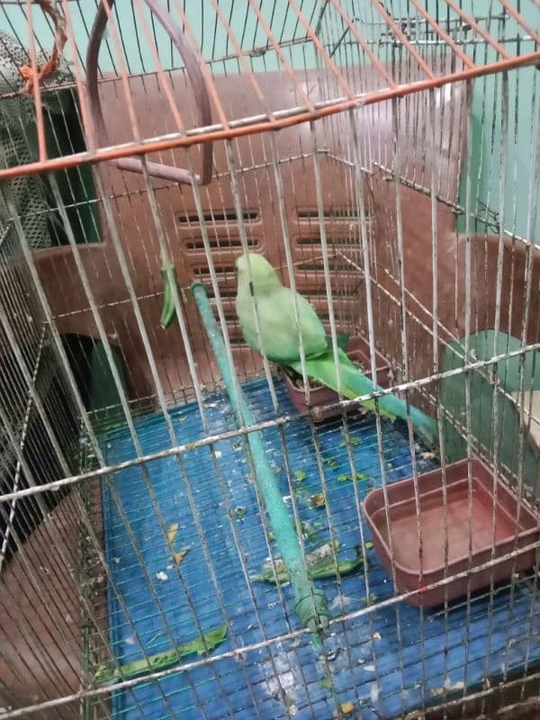 Green Rigneck  male 8 months old chick 0