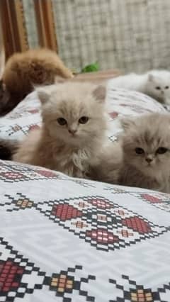 white cat/Punch face Kittens|persian cat|cute|tripple|fluffy kitty