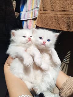 white cat/Punch face Kittens|persian cat|cute|tripple|fluffy kitty