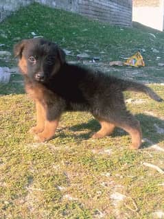 German shepherd Dubal Cout mail 2 mahnt for sale