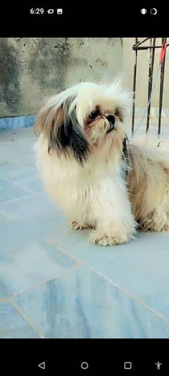 Shihtzu female