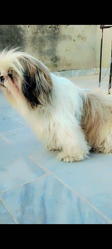 Shihtzu female 1