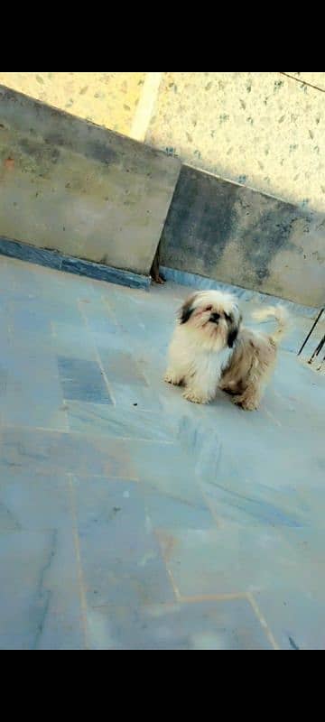 Shihtzu female 2