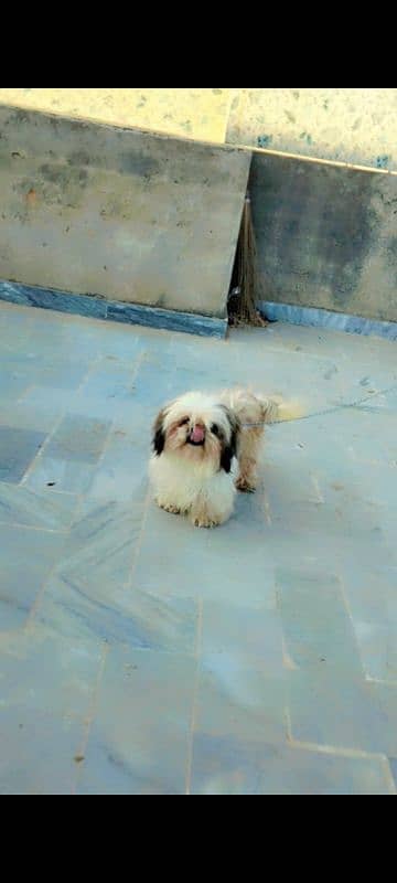 Shihtzu female 3