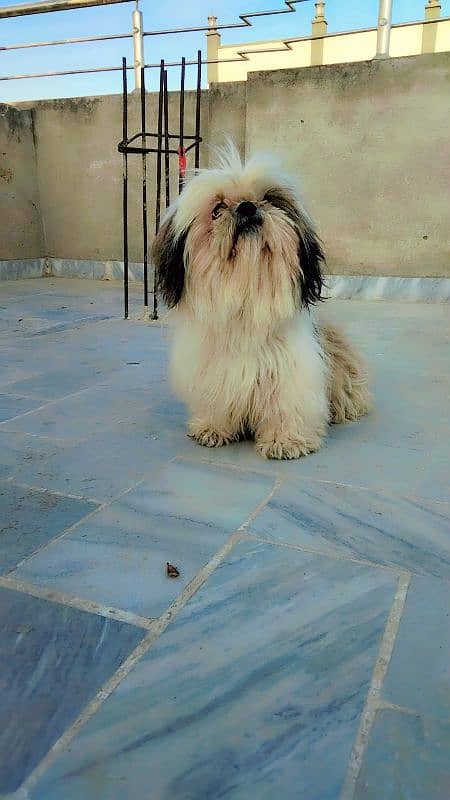 Shihtzu female 4