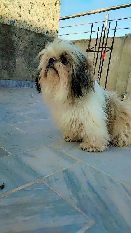 Shihtzu female 5