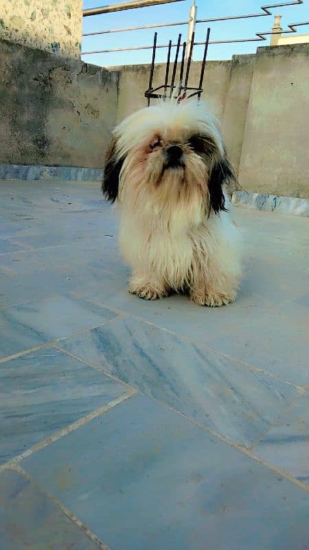 Shihtzu female 6