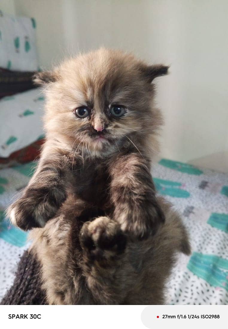 white cat/Punch face Kittens|persian cat|cute|tripple|fluffy kitty 1