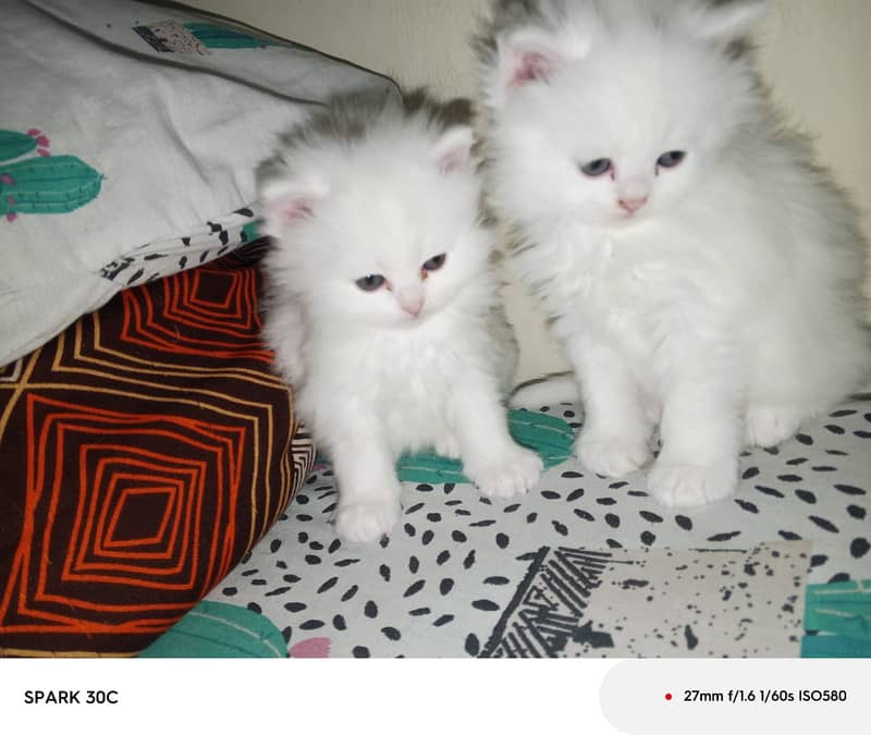 white cat/Punch face Kittens|persian cat|cute|tripple|fluffy kitty 2