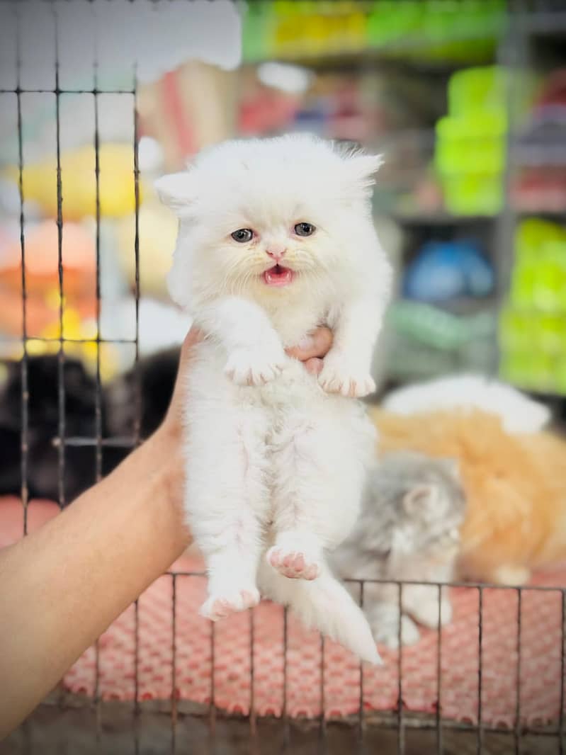 white cat/Punch face Kittens|persian cat|cute|tripple|fluffy kitty 6