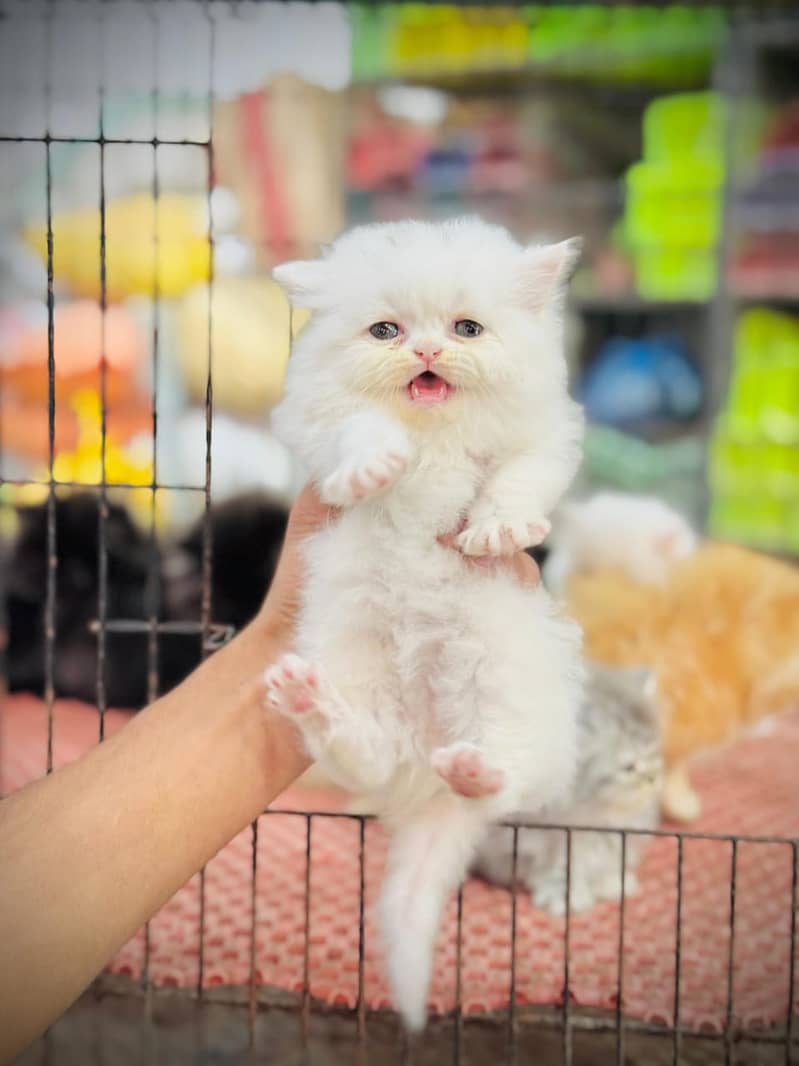 white cat/Punch face Kittens|persian cat|cute|tripple|fluffy kitty 7