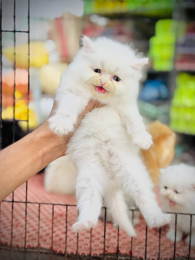 white cat/Punch face Kittens|persian cat|cute|tripple|fluffy kitty 8