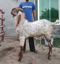 Makhi chena breeder bakra