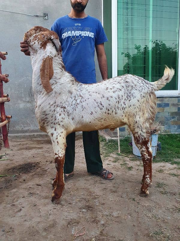 Makhi chena breeder bakra 1