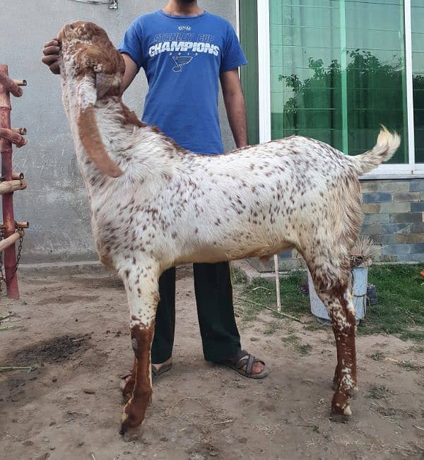 Makhi chena breeder bakra 2