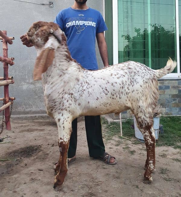 Makhi chena breeder bakra 3