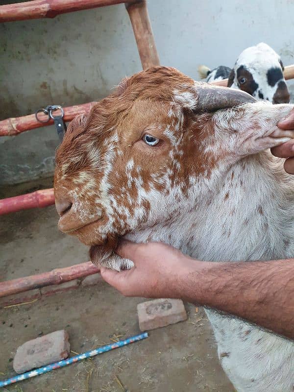 Makhi chena breeder bakra 4