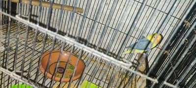 love bird all 100%  breeder pair healthy  active   and cage available