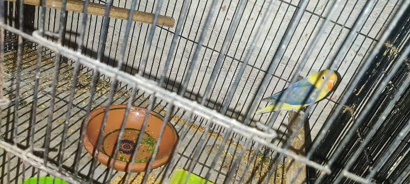 love bird all 100  breeder pair healthy  active   and cage available 0