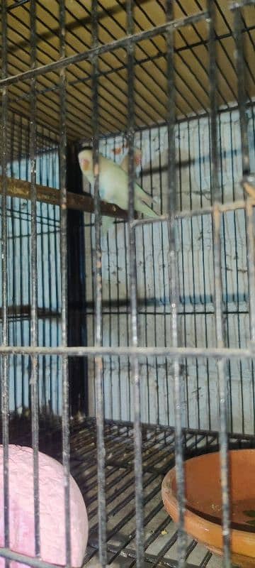 love bird all 100  breeder pair healthy  active   and cage available 1