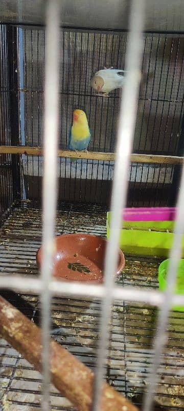 love bird all 100  breeder pair healthy  active   and cage available 2